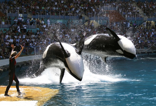 KillerWhalesBLACKFISH